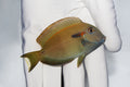 Orange Shoulder Tang Acanthurus olivaceus swimming in reef aquarium

Quarantined ocean surgeonfish for sale from TSM Aquatics

Reef-safe algae-eating orange-shoulder tang in saltwater tank

Healthy herbivore tang with orange shoulder grazing live rock
