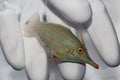Orange Spot Filefish (Oxymonacanthus longirostris)