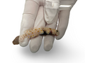 Orange Spotted Goby (Amblyeleotris guttata)