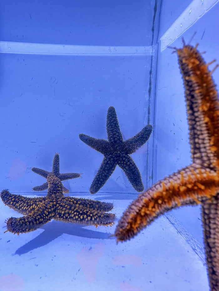Orange Starfish (Ehinaster spinulosus)