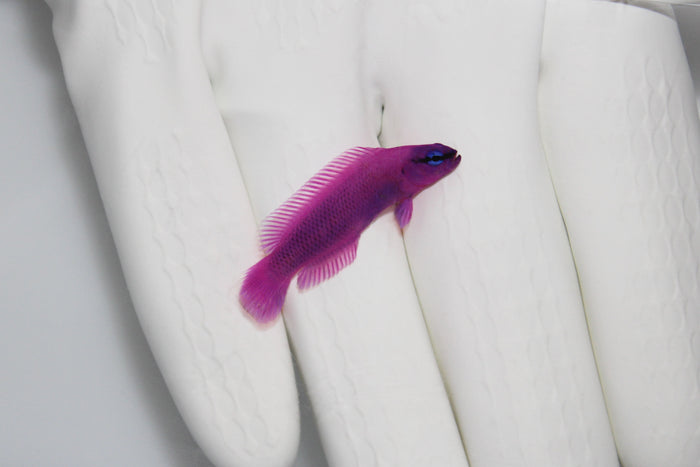 Orchid Dottyback Captive-Bred