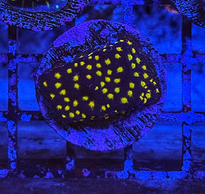 Outer Space Psammacora