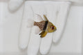 Pajama Cardinalfish (Sphaeramia nematoptera)