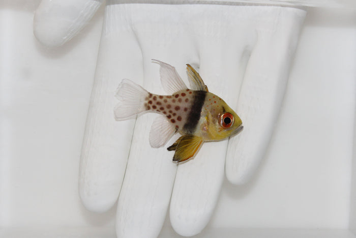 Pajama Cardinalfish (Sphaeramia nematoptera)