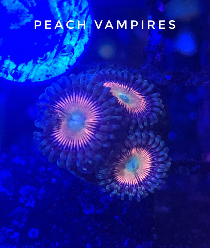 Peach Vampires (Designer)