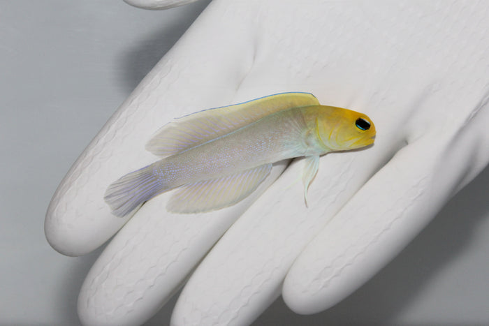 Pearly Jawfish(Opistognathus aurifrons)