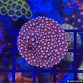 Peppermint Cyphastrea