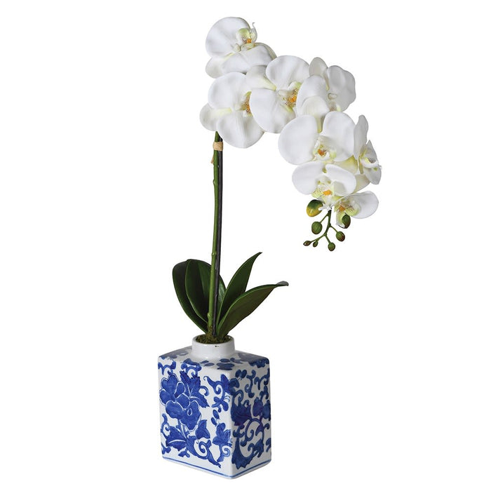 White orchid in a blue and white decorative vase on a white background