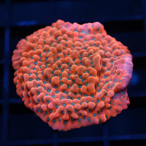 Phoenix Montipora