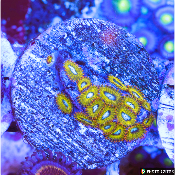 Pikachuchu (Large 8-10 Polyps)