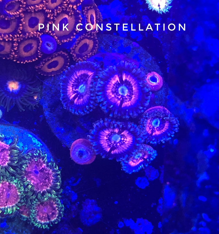 Pink Constellation (Designer)
