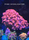 Pink Highlighter