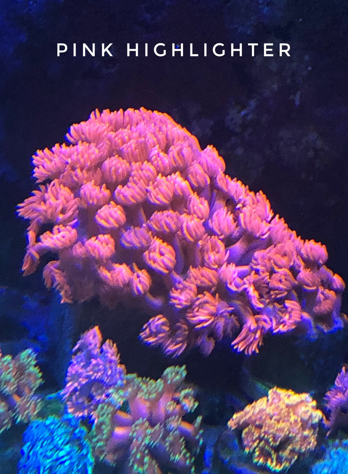 Pink Highlighter