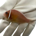 Pink Skunk Clownfish (Amphiprion perideraion)