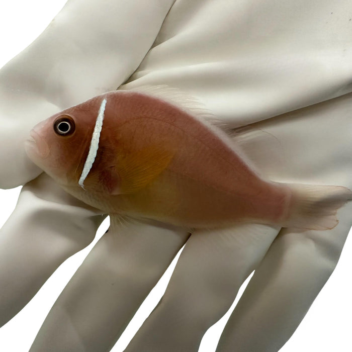 Pink Skunk Clownfish (Amphiprion perideraion)