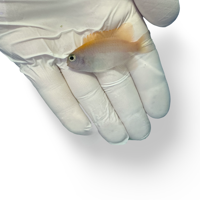 Pink Smith Damselfish Captive Bred (Pomacentrus smithii)