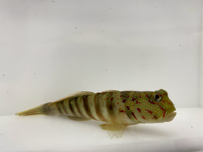 Pink-speckled shrimpgoby(Cryptocentrus leptocephalus)9/14 (pre-order)