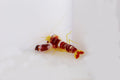 Pistol Shrimp (Alpheus randalli)