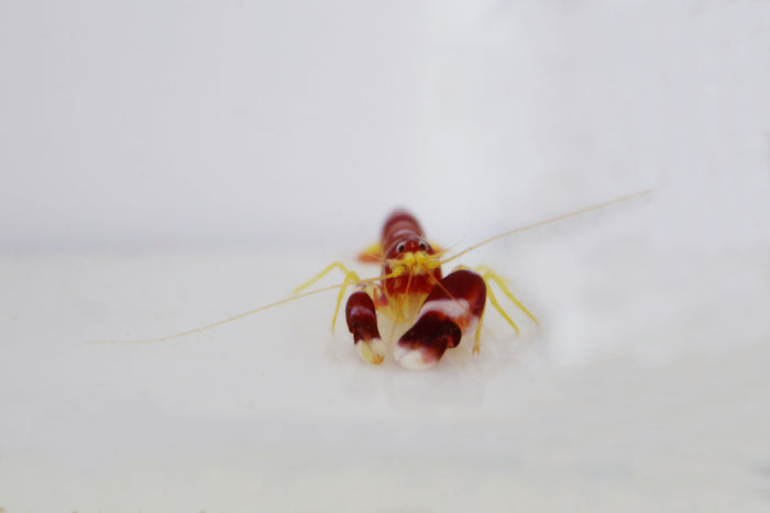 Pistol Shrimp (Alpheus randalli)