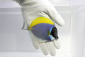 Powder Blue Tang (Acanthurus leucosternon)