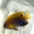 Princess Damselfish (Pomacentrus vaiuli)