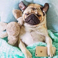 Pugs Listen Music Diamond Painting Kit - DIY