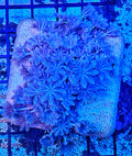 Pulsing Xenia (Wholesale Eligible)