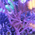 Purple Candelabra gorgonian
