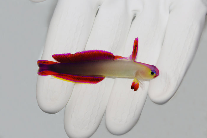 Purple Firefish Nemateleotris decora hovering above substrate

Firefish goby with purple head and elongated dorsal fin

Reef aquarium scene with Purple Firefish swimming near rock

Firefish goby close up coloration and fins

Healthy quarantined Purple Firefish from TSM Aquatics