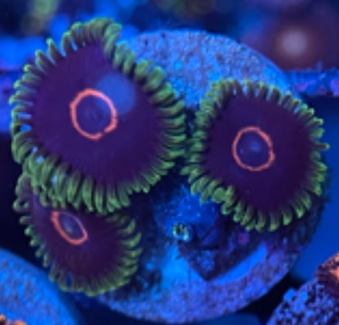 Purple Hearts