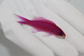 Purple Queen Anthias (Pseudanthias pascalus)