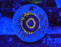 Purple Stinger (Designer)