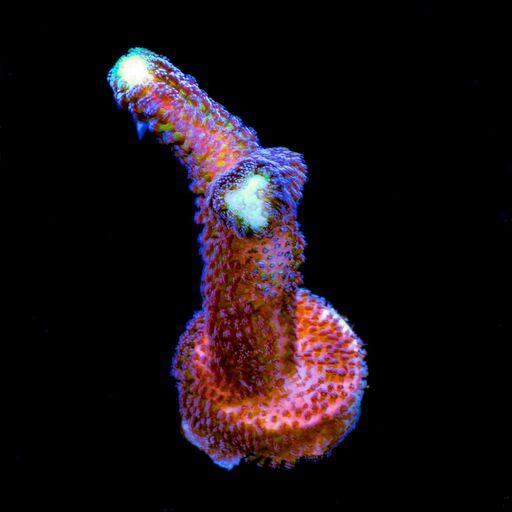 Purple Stylophora 1/2" Frag (Wholesale Eligible)