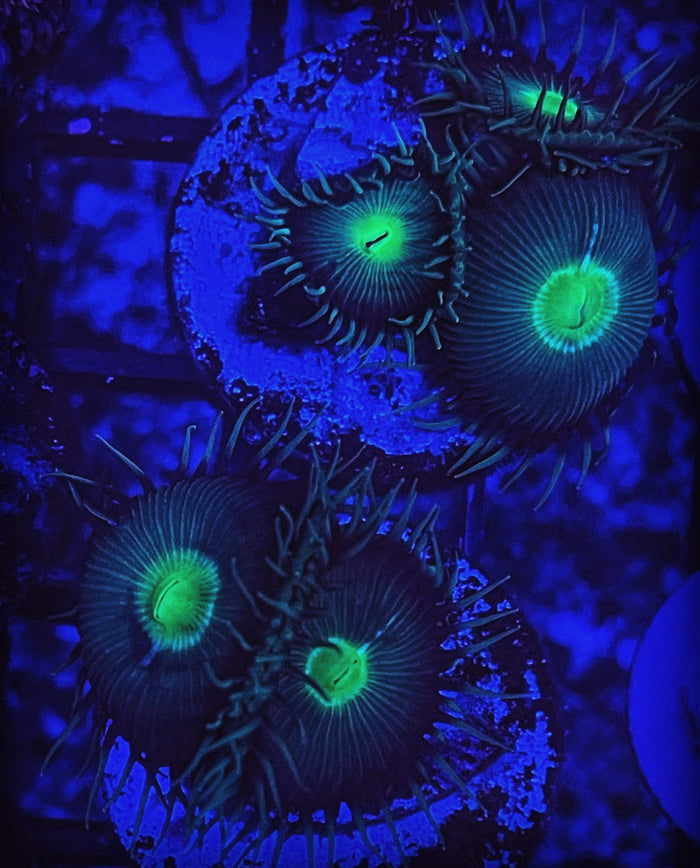Radioactive Green Button Polyps (Designer)