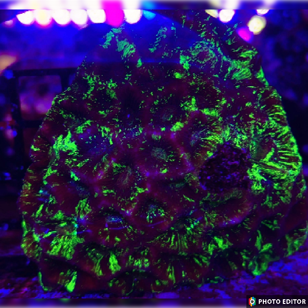 Radioactive Nuclear Waste Favia
