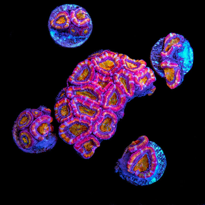 Rainbow Acan