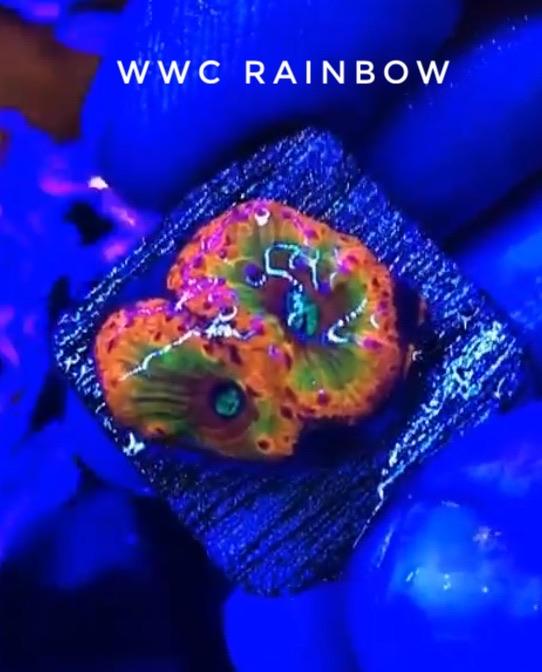 Rainbow Blasto