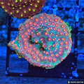 Rainbow Comet Cyphastrea