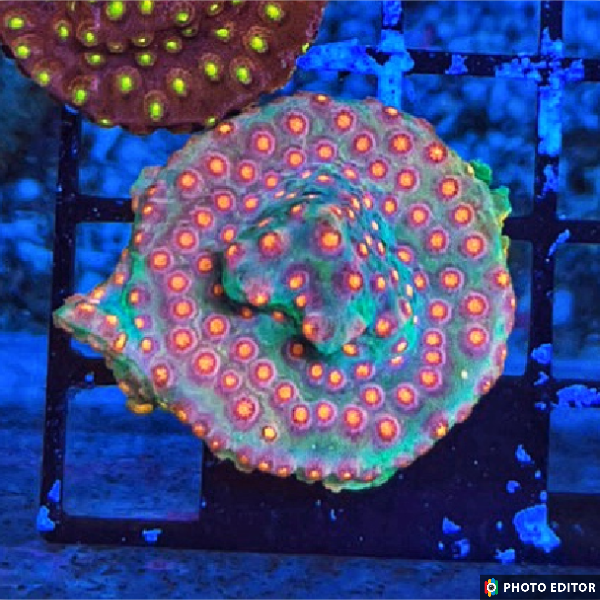 Rainbow Comet Cyphastrea