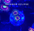 Rainbow Eclipse (Designer)