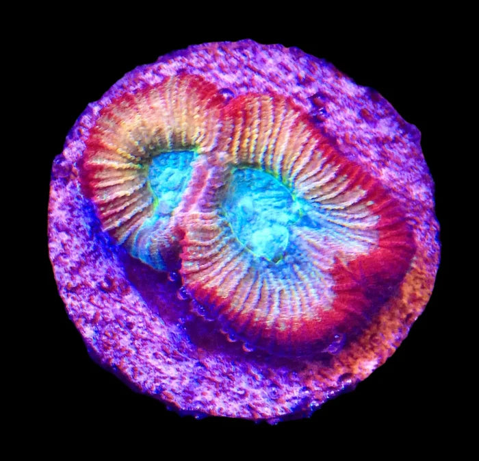 Rainbow Favia
