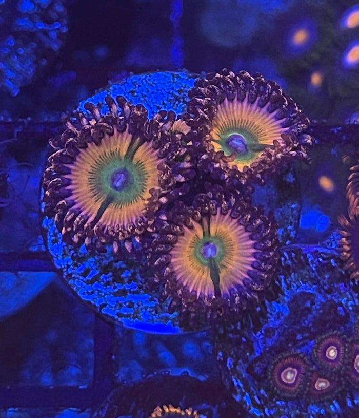 Rainbow Infusion (Designer)