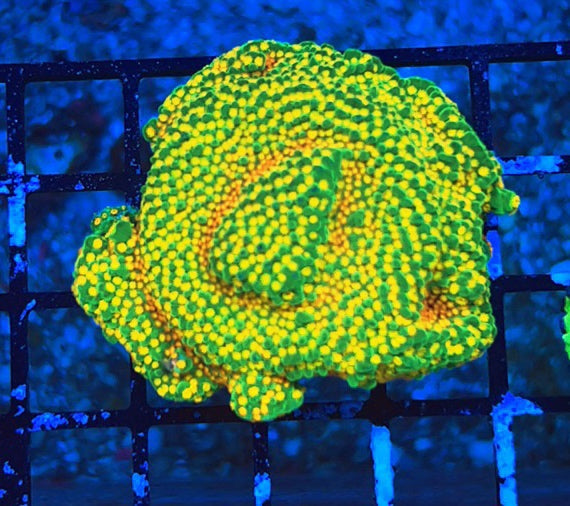 Rainbow Roads Montipora