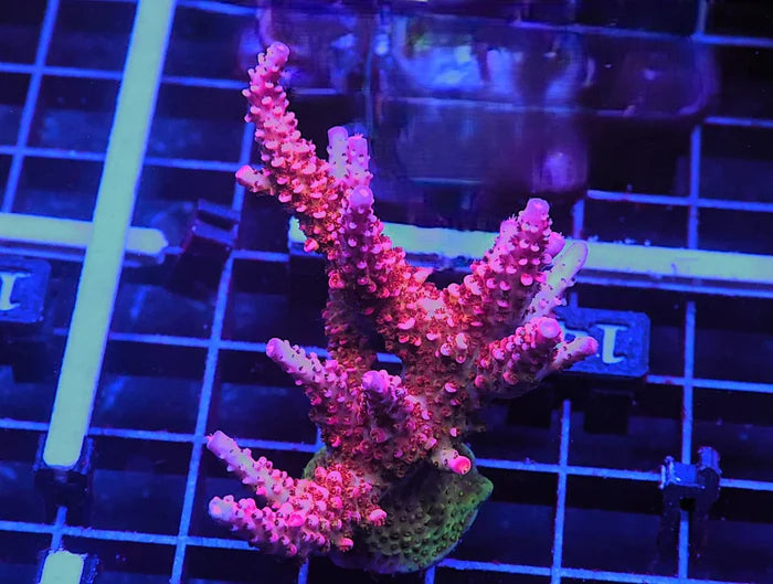 Rainbow Rommels Acropora Coral