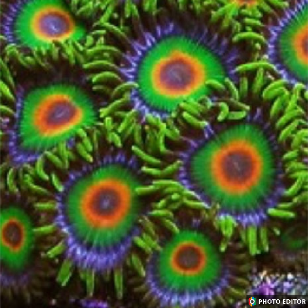 Rasta (XL 20+ Polyps)