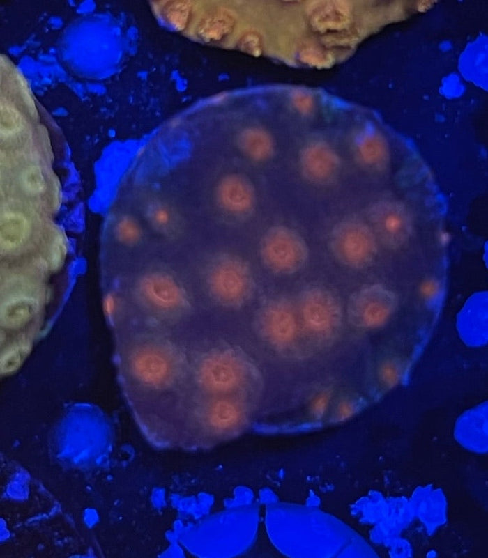 Red Brick Cyphastrea