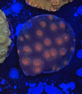 Red Brick Cyphastrea