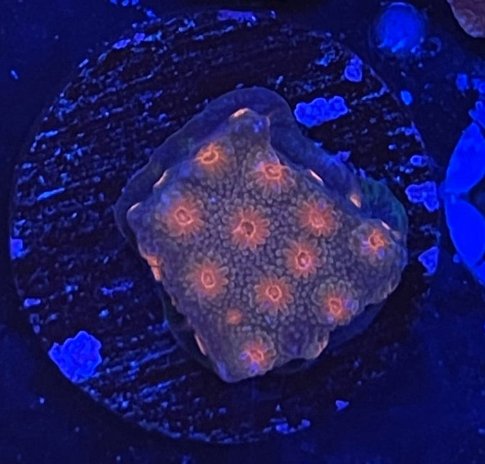Red Brick Cyphastrea