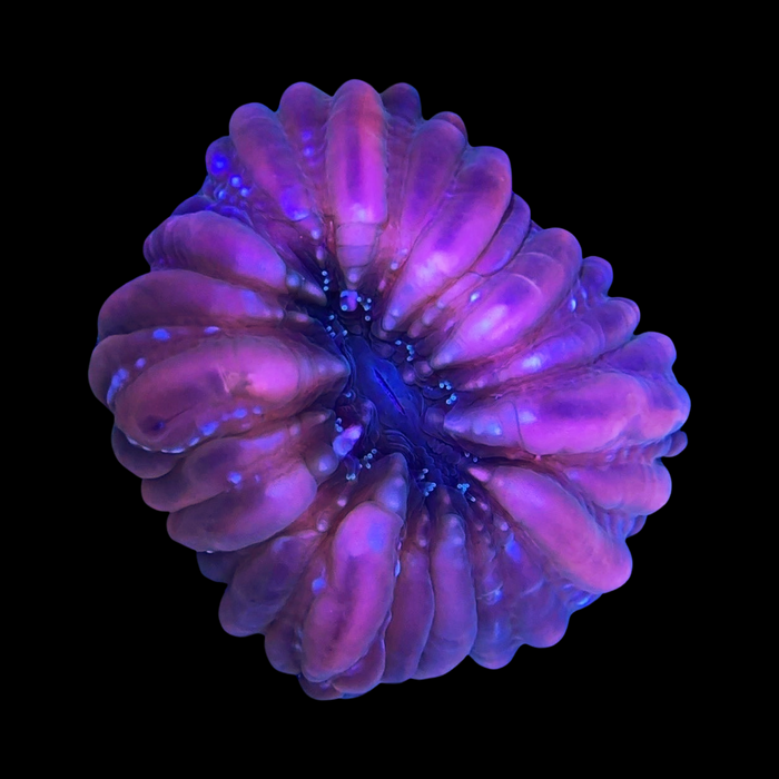 Red Cynarina Coral 3-4”