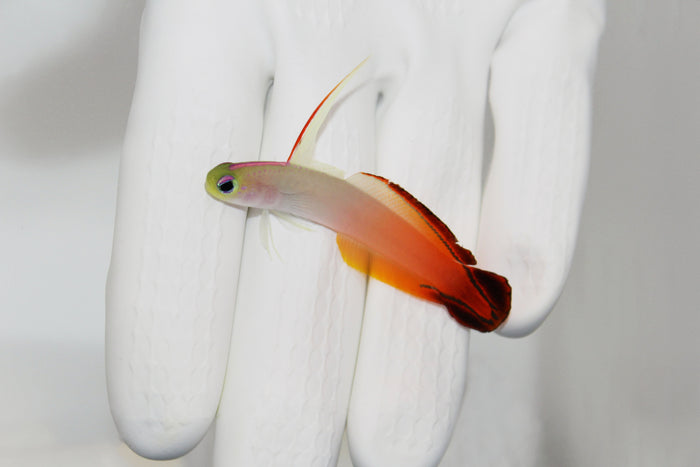 Red Firefish goby swimming above substrate

Firefish Goby with bright red coloration in reef tank

Red Firefish hovering near rock and hiding crevice

Peaceful red fire goby among live rock

Healthy Red Firefish in saltwater aquarium